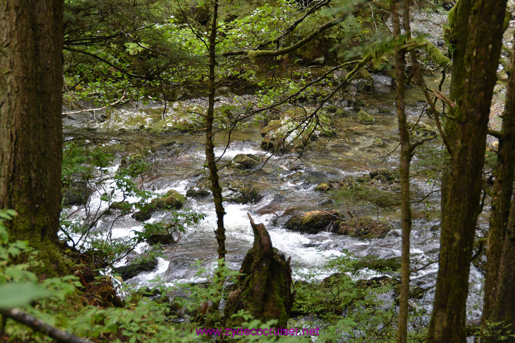 416: Carnival Miracle Alaska Cruise, Sitka, Raptor Center, 