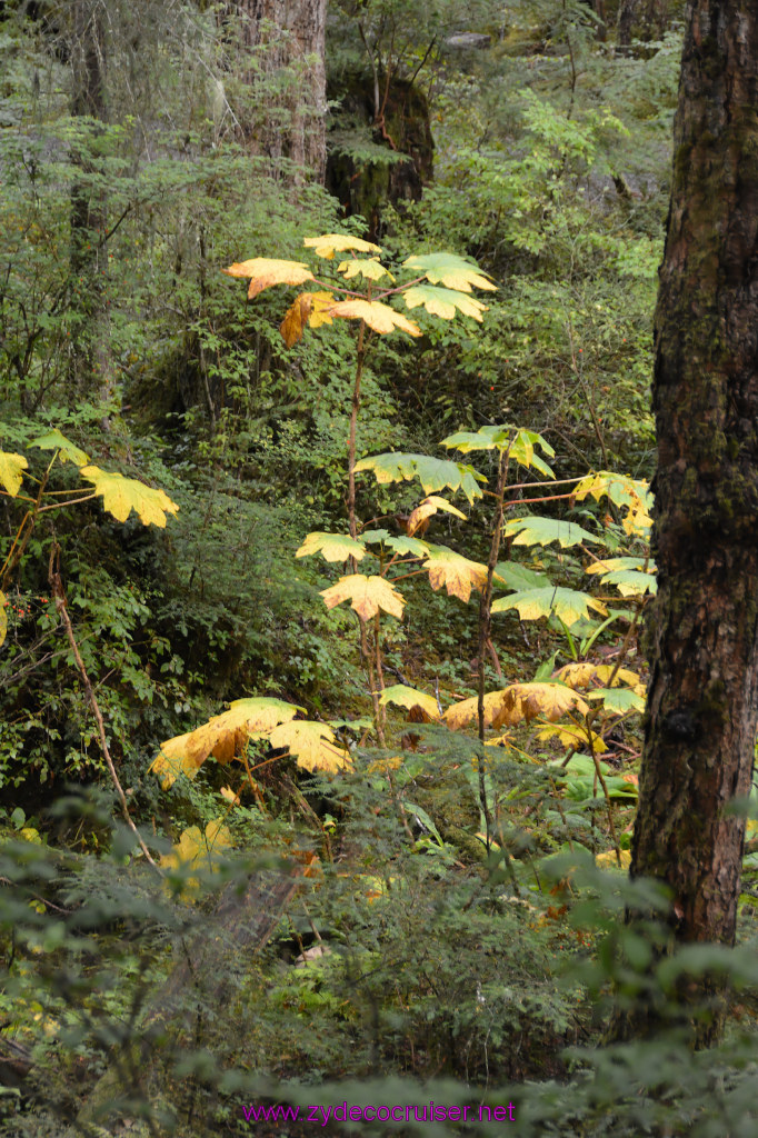 417: Carnival Miracle Alaska Cruise, Sitka, Raptor Center, 