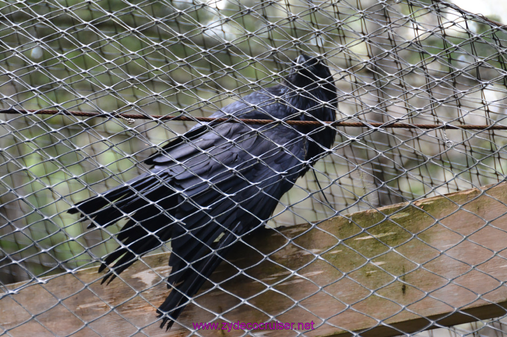 419: Carnival Miracle Alaska Cruise, Sitka, Raptor Center, 