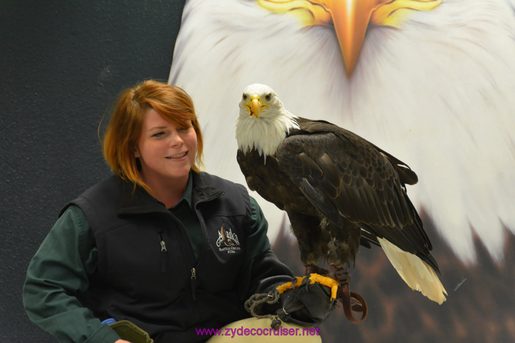 421: Carnival Miracle Alaska Cruise, Sitka, Raptor Center, 