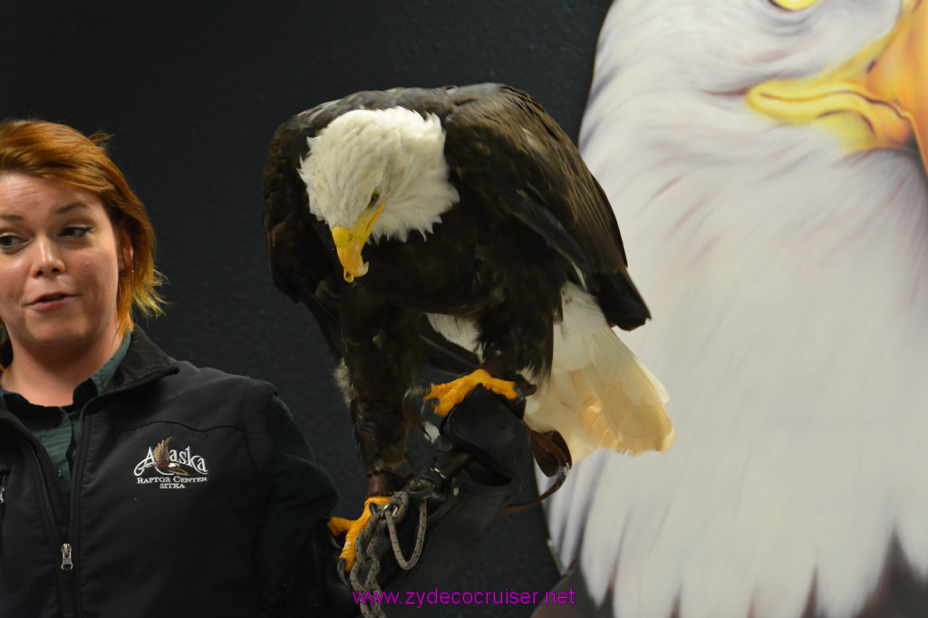 422: Carnival Miracle Alaska Cruise, Sitka, Raptor Center, 