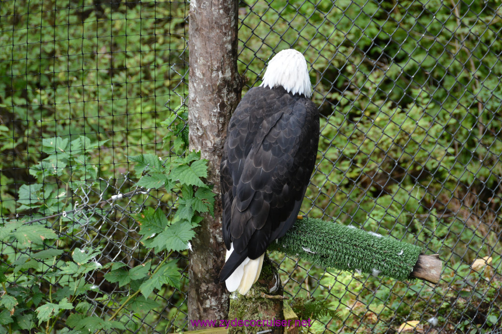 424: Carnival Miracle Alaska Cruise, Sitka, Raptor Center, 