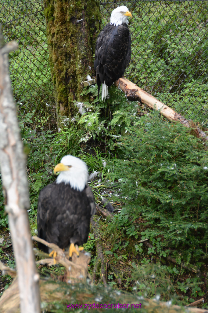 425: Carnival Miracle Alaska Cruise, Sitka, Raptor Center, 