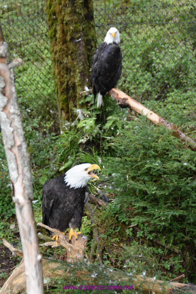 427: Carnival Miracle Alaska Cruise, Sitka, Raptor Center, 