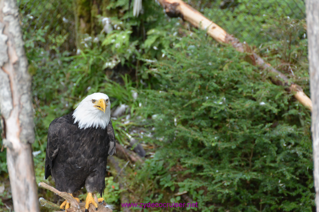 428: Carnival Miracle Alaska Cruise, Sitka, Raptor Center, 