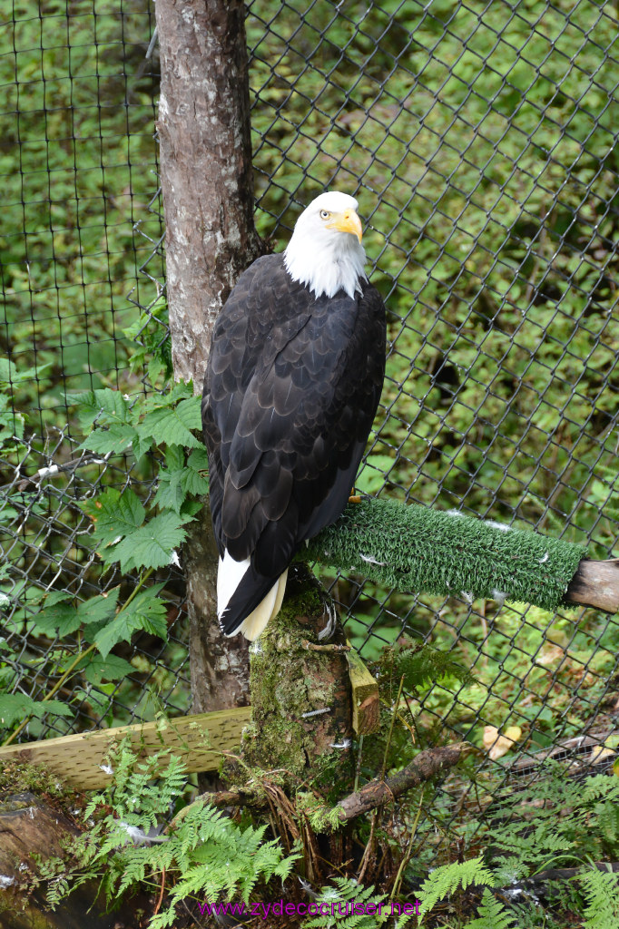 429: Carnival Miracle Alaska Cruise, Sitka, Raptor Center, 