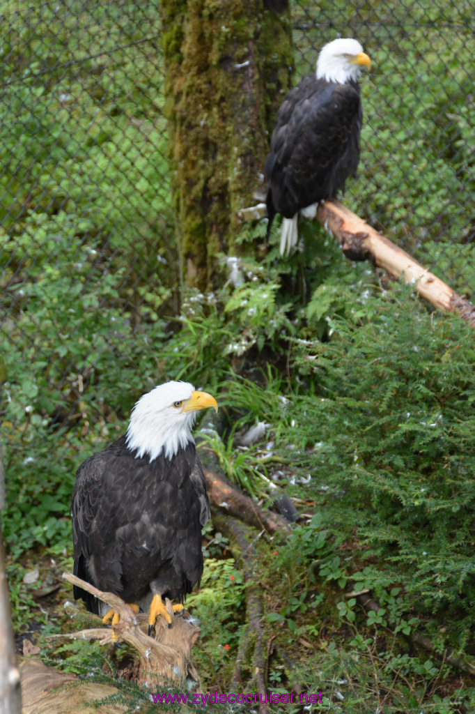 430: Carnival Miracle Alaska Cruise, Sitka, Raptor Center, 