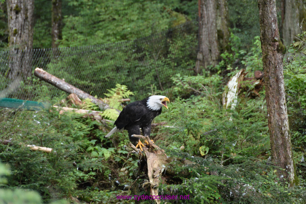 431: Carnival Miracle Alaska Cruise, Sitka, Raptor Center, 