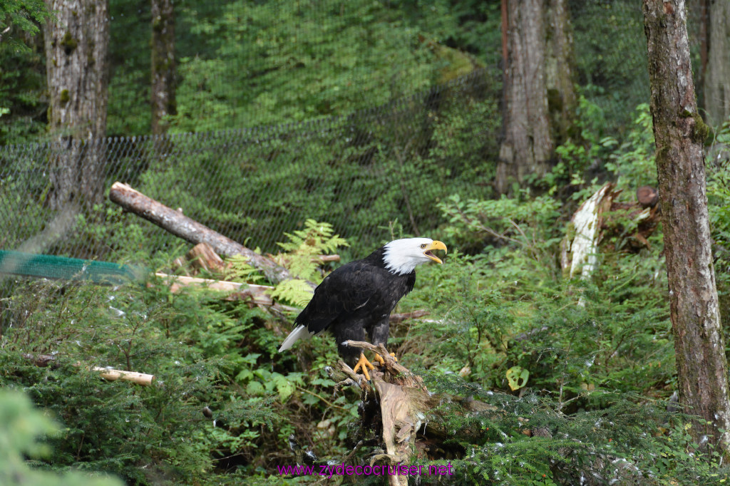 432: Carnival Miracle Alaska Cruise, Sitka, Raptor Center, 