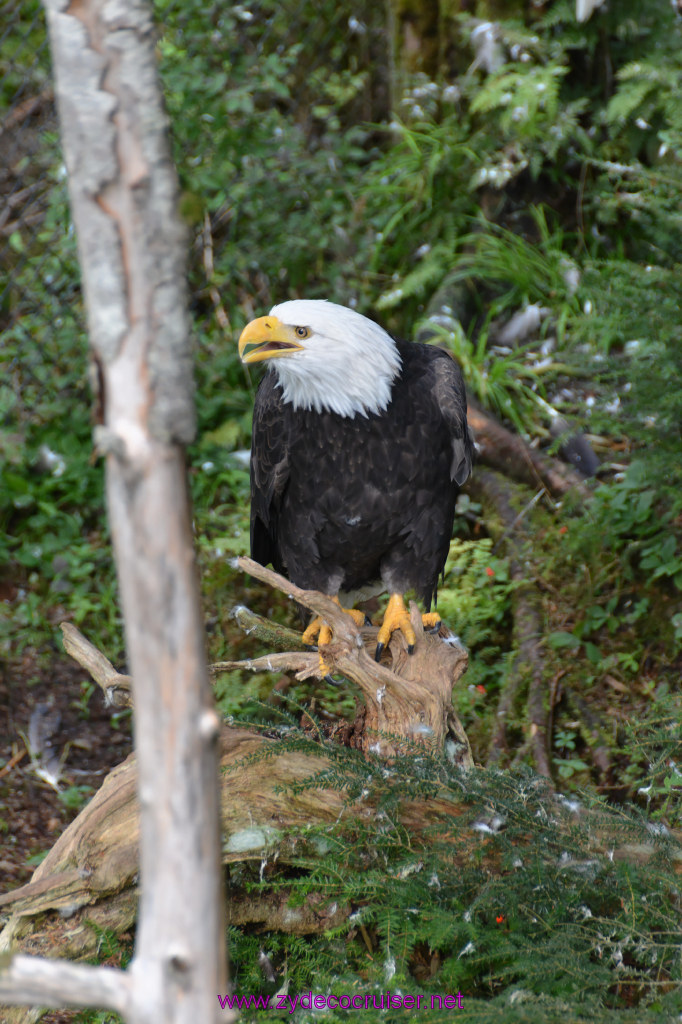 433: Carnival Miracle Alaska Cruise, Sitka, Raptor Center, 