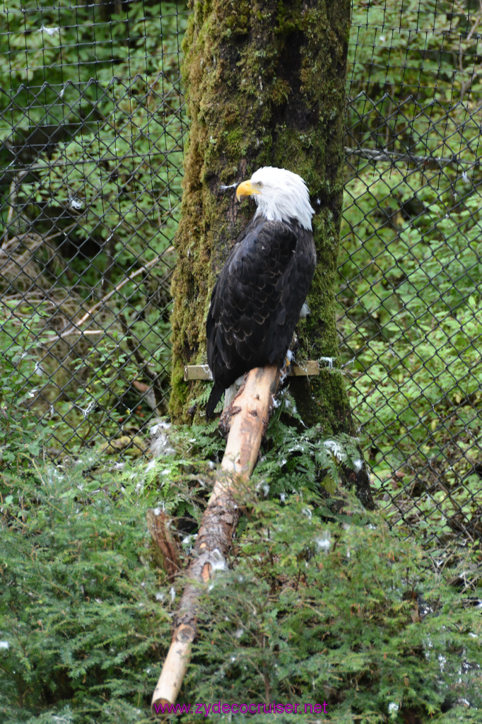 434: Carnival Miracle Alaska Cruise, Sitka, Raptor Center, 