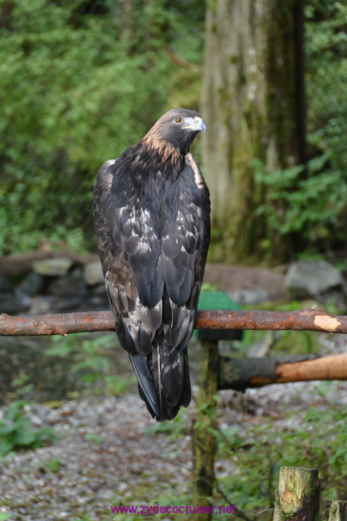 435: Carnival Miracle Alaska Cruise, Sitka, Raptor Center, 