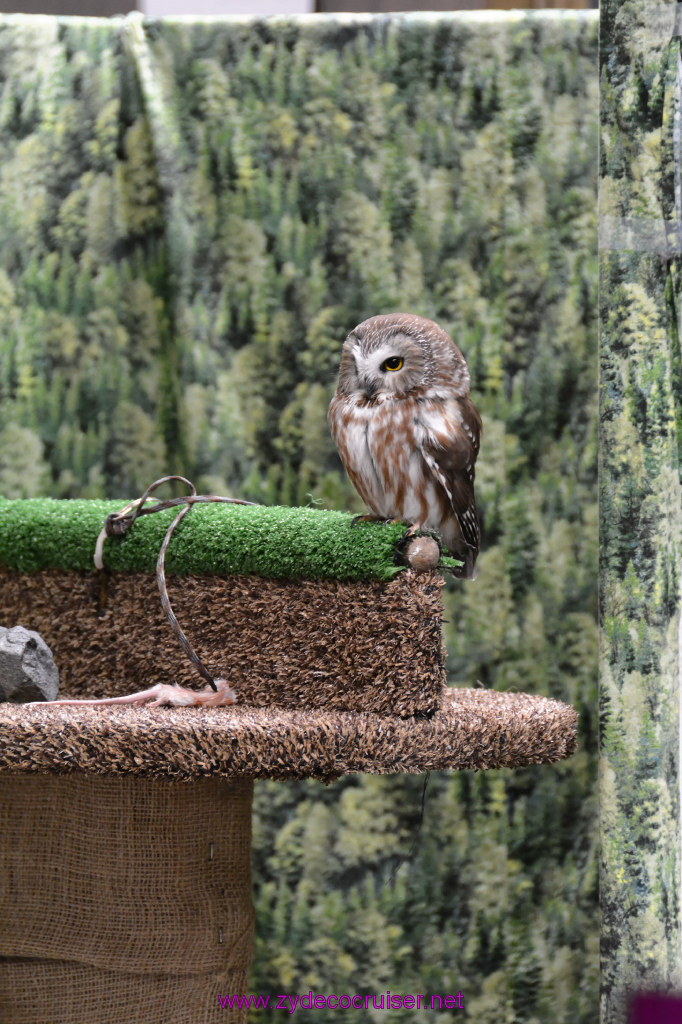 437: Carnival Miracle Alaska Cruise, Sitka, Raptor Center, 