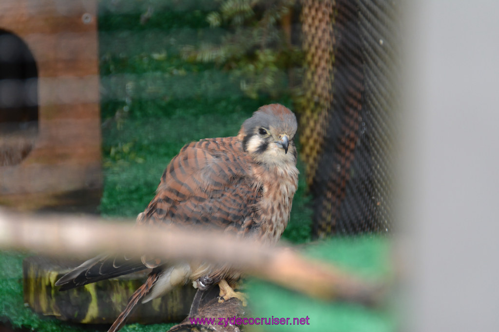 447: Carnival Miracle Alaska Cruise, Sitka, Raptor Center, 