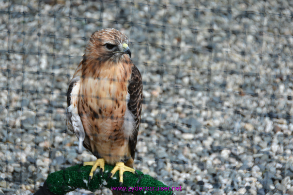 449: Carnival Miracle Alaska Cruise, Sitka, Raptor Center, 