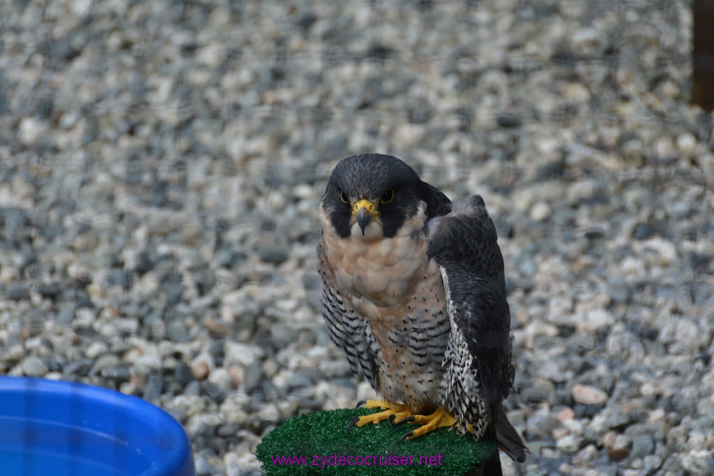 450: Carnival Miracle Alaska Cruise, Sitka, Raptor Center, 