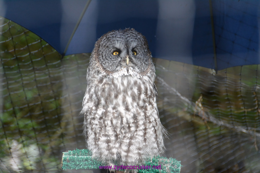 451: Carnival Miracle Alaska Cruise, Sitka, Raptor Center, 