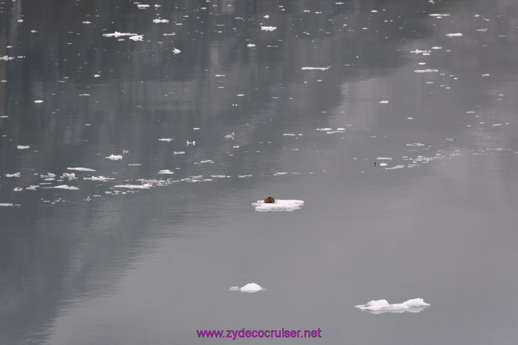 085: Carnival Miracle Alaska Cruise, Glacier Bay, 