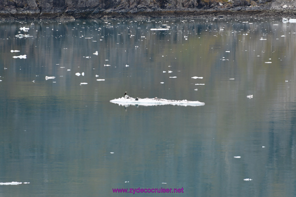 210: Carnival Miracle Alaska Cruise, Glacier Bay, 