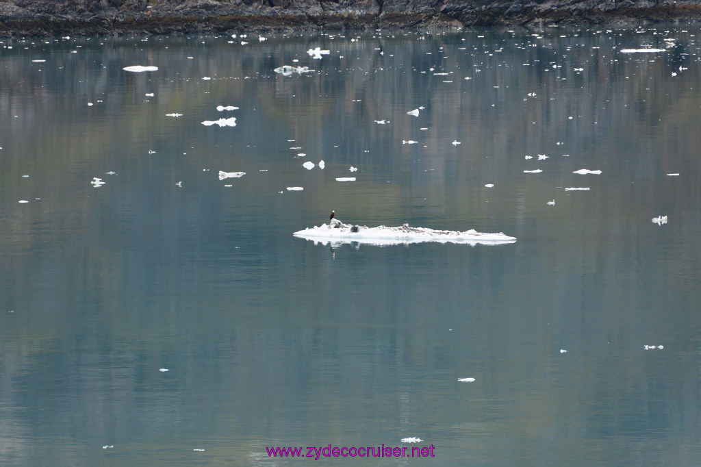 211: Carnival Miracle Alaska Cruise, Glacier Bay, 