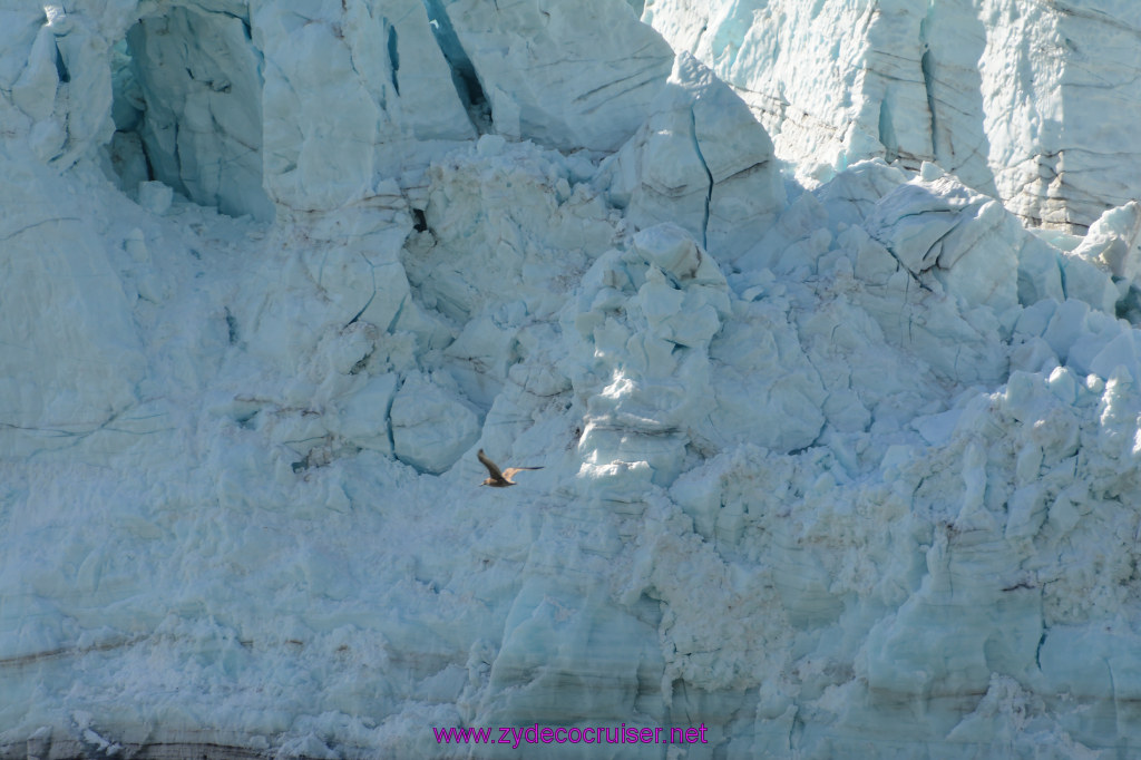 307: Carnival Miracle Alaska Cruise, Glacier Bay, 