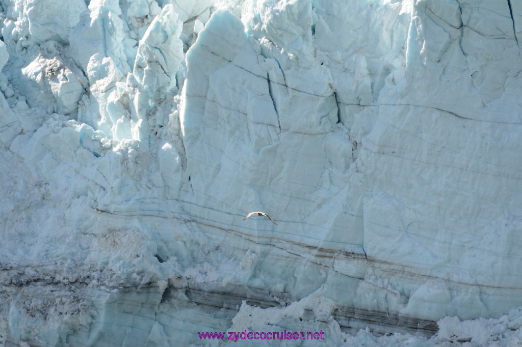 308: Carnival Miracle Alaska Cruise, Glacier Bay, 