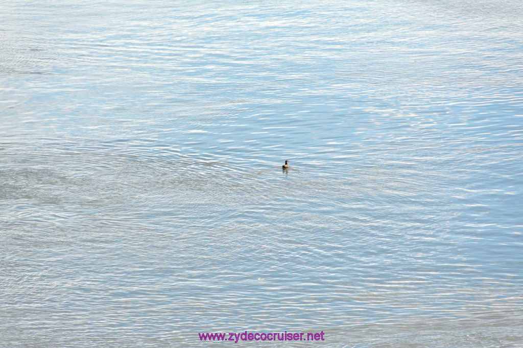 338: Carnival Miracle Alaska Cruise, Glacier Bay, 