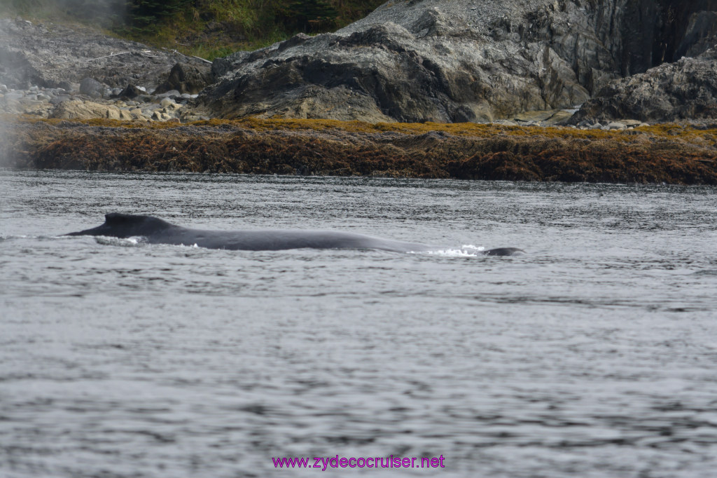 125: Carnival Miracle Alaska Cruise, Juneau, Harv and Marv's Whale Watching, 