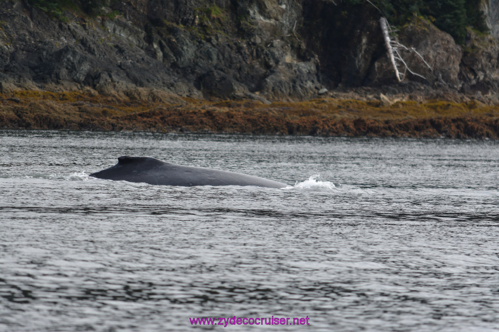 128: Carnival Miracle Alaska Cruise, Juneau, Harv and Marv's Whale Watching, 