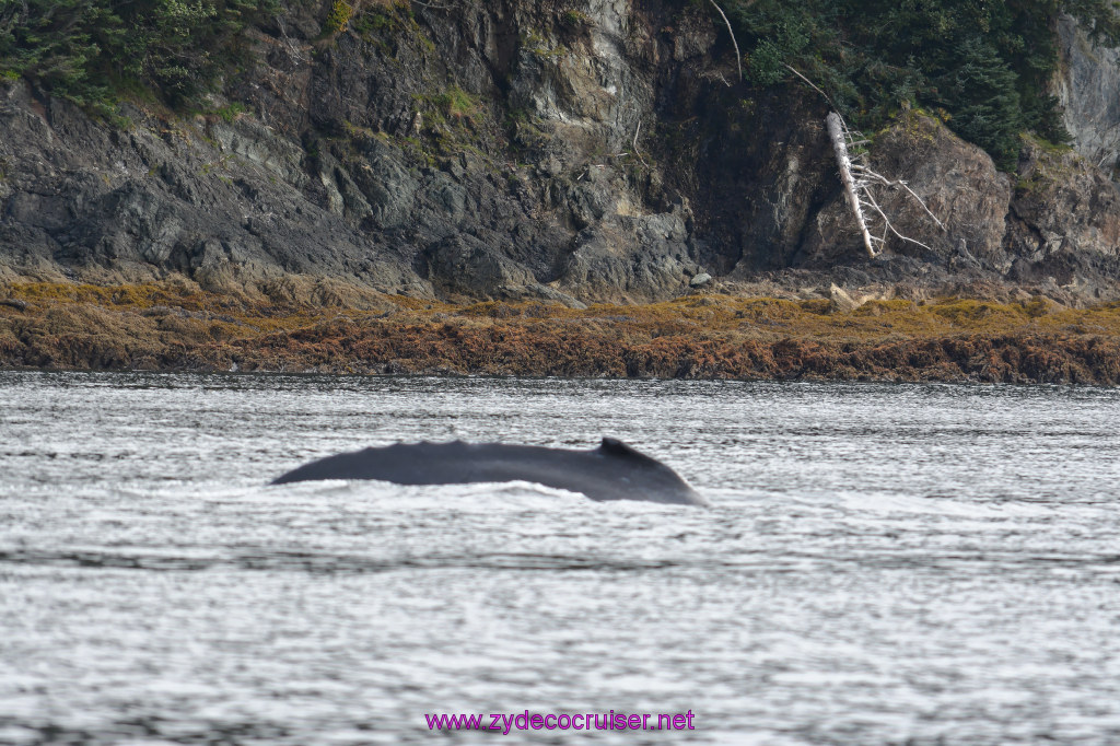 129: Carnival Miracle Alaska Cruise, Juneau, Harv and Marv's Whale Watching, 