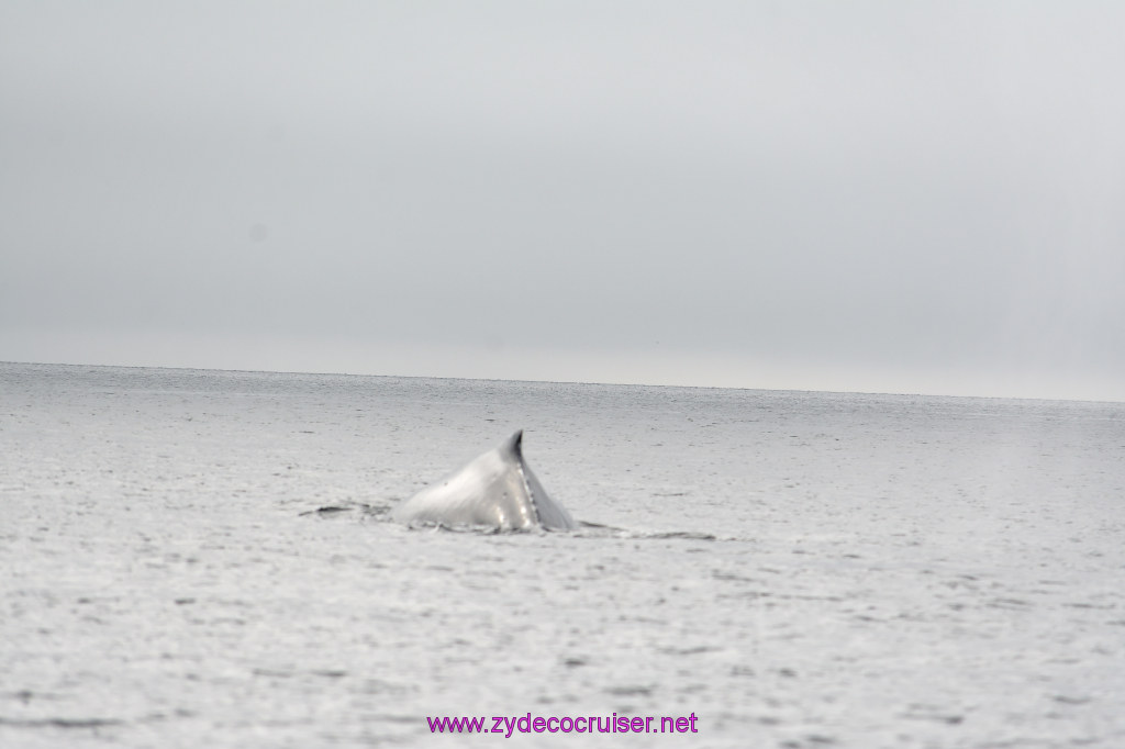 175: Carnival Miracle Alaska Cruise, Juneau, Harv and Marv's Whale Watching, 