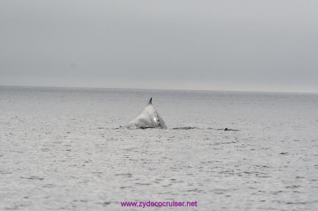 176: Carnival Miracle Alaska Cruise, Juneau, Harv and Marv's Whale Watching, 