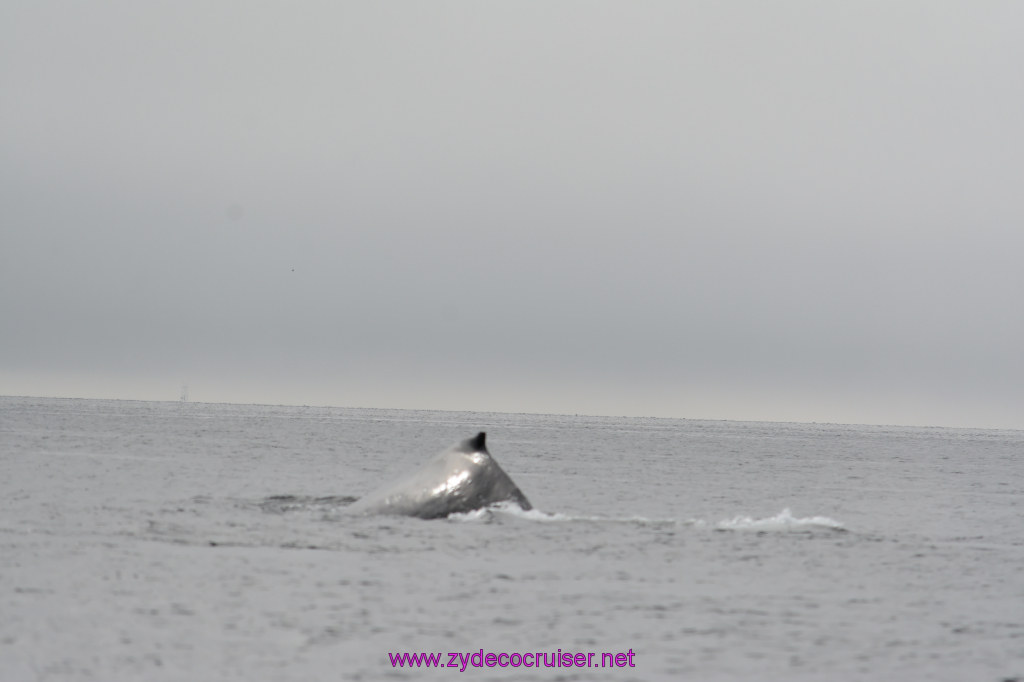 186: Carnival Miracle Alaska Cruise, Juneau, Harv and Marv's Whale Watching, 