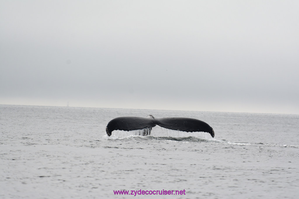 189: Carnival Miracle Alaska Cruise, Juneau, Harv and Marv's Whale Watching, 