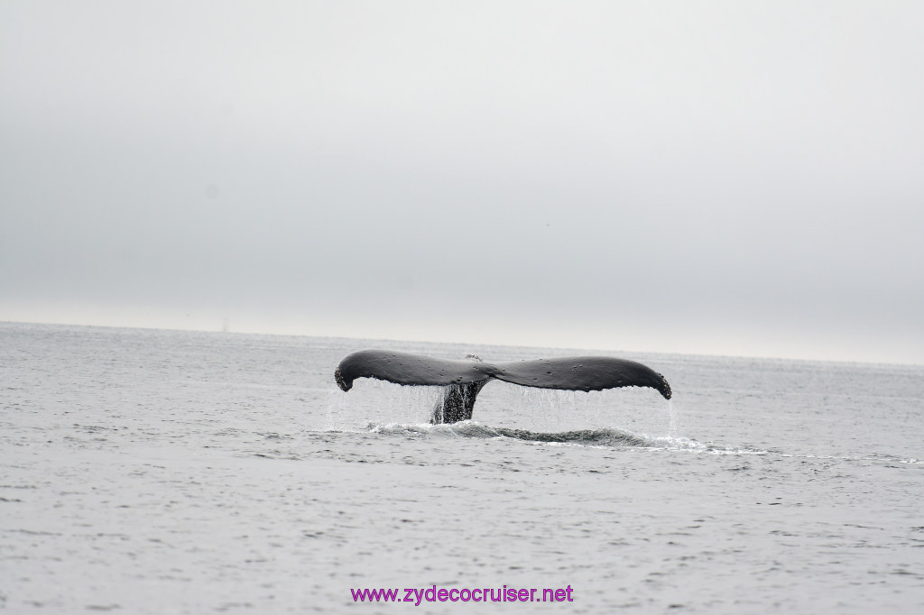 190: Carnival Miracle Alaska Cruise, Juneau, Harv and Marv's Whale Watching, 