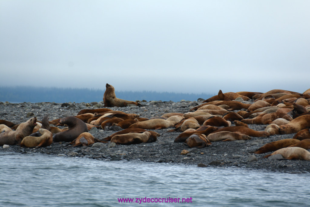 200: Carnival Miracle Alaska Cruise, Juneau, Harv and Marv's Whale Watching, 