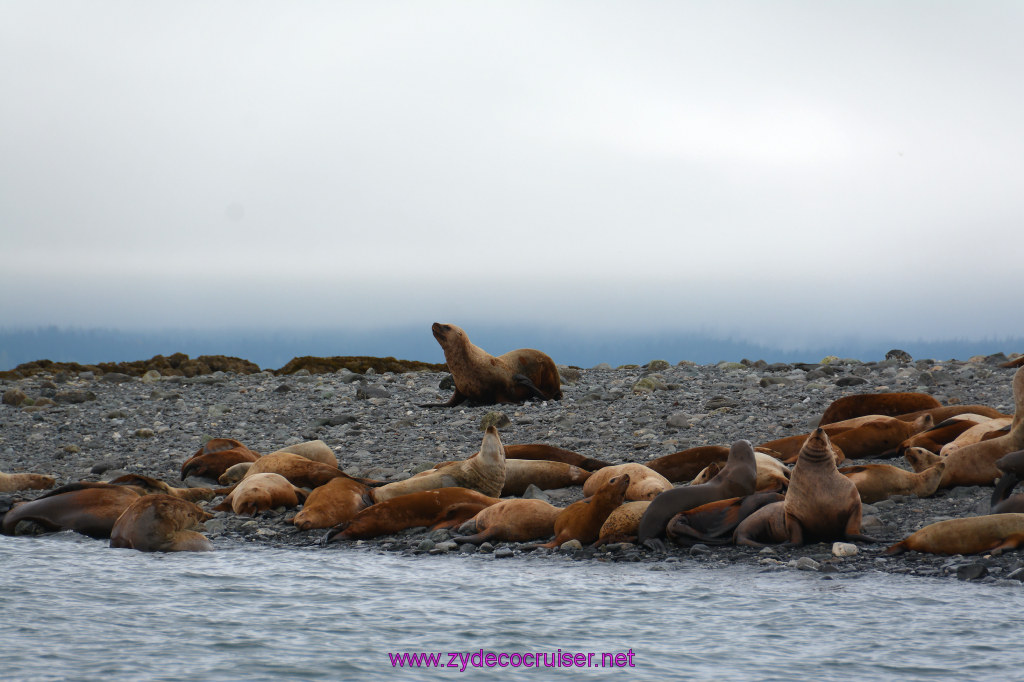 202: Carnival Miracle Alaska Cruise, Juneau, Harv and Marv's Whale Watching, 