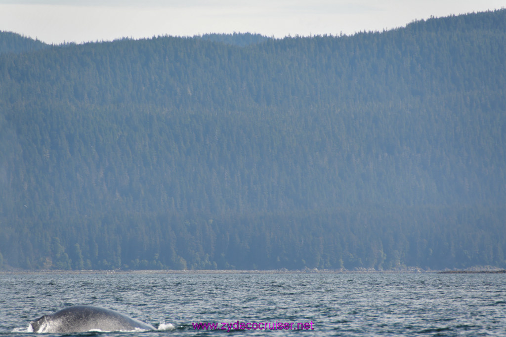 205: Carnival Miracle Alaska Cruise, Juneau, Harv and Marv's Whale Watching, 