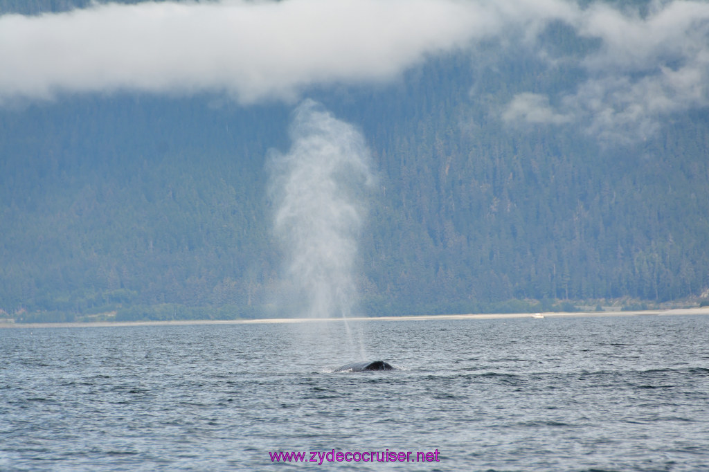 222: Carnival Miracle Alaska Cruise, Juneau, Harv and Marv's Whale Watching, 