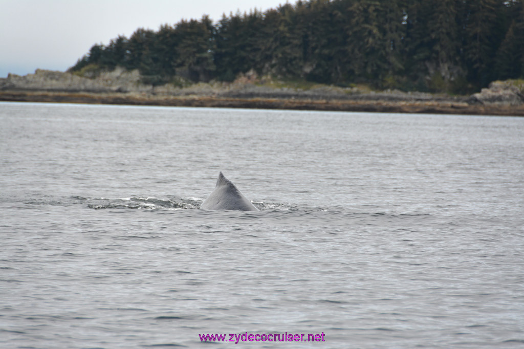 247: Carnival Miracle Alaska Cruise, Juneau, Harv and Marv's Whale Watching, 