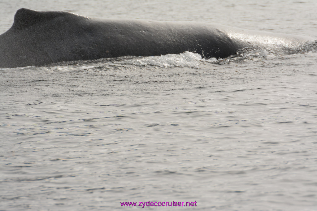 251: Carnival Miracle Alaska Cruise, Juneau, Harv and Marv's Whale Watching, 