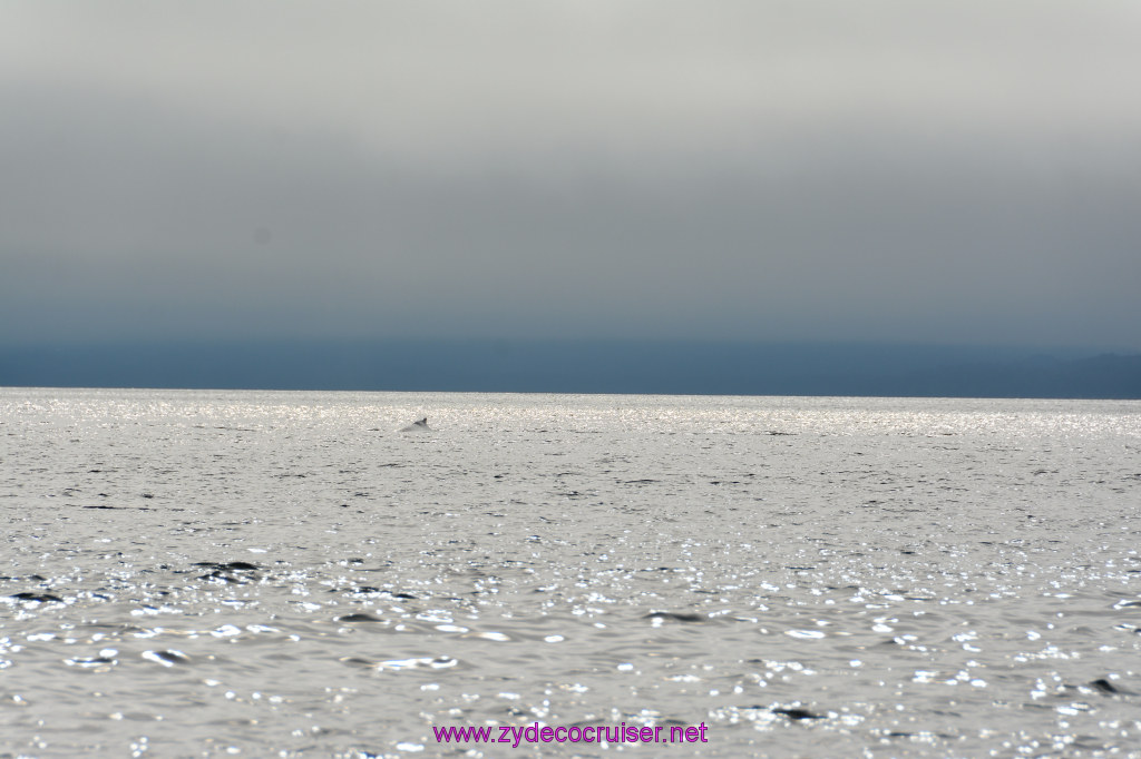 282: Carnival Miracle Alaska Cruise, Juneau, Harv and Marv's Whale Watching, 