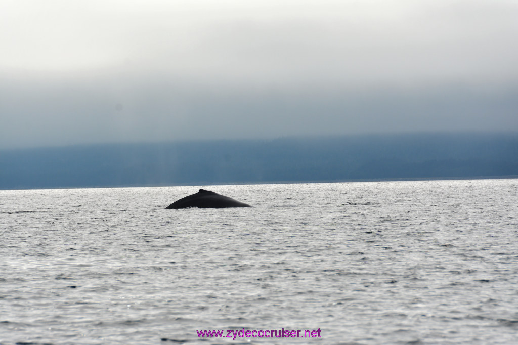 307: Carnival Miracle Alaska Cruise, Juneau, Harv and Marv's Whale Watching, 