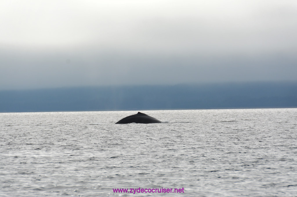 308: Carnival Miracle Alaska Cruise, Juneau, Harv and Marv's Whale Watching, 