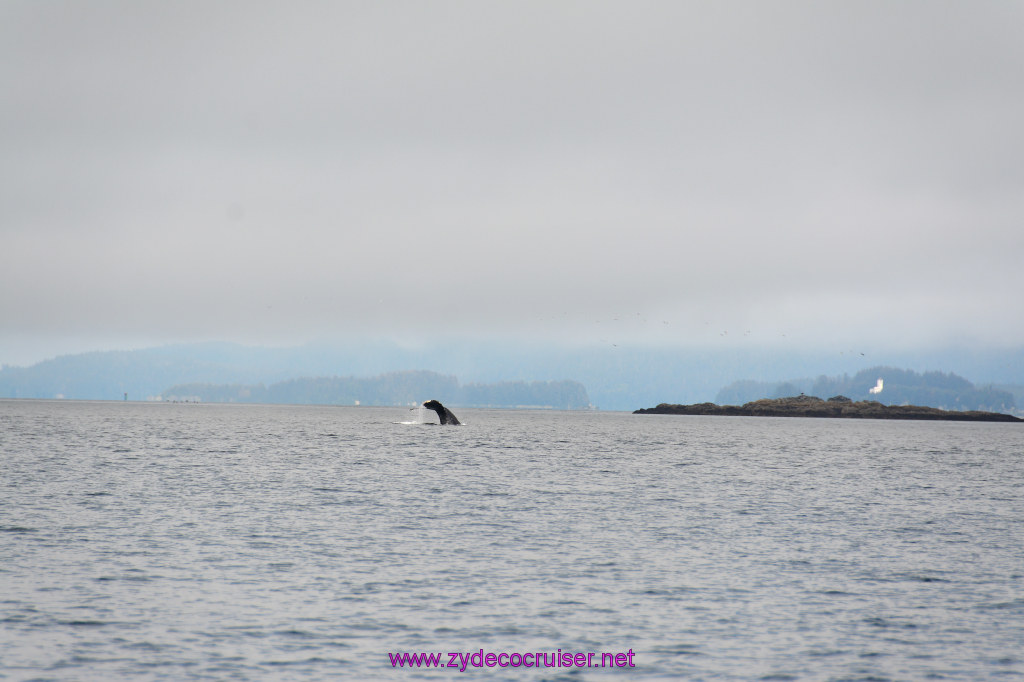 326: Carnival Miracle Alaska Cruise, Juneau, Harv and Marv's Whale Watching, 