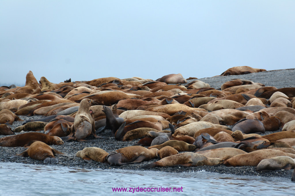 340: Carnival Miracle Alaska Cruise, Juneau, Harv and Marv's Whale Watching, 