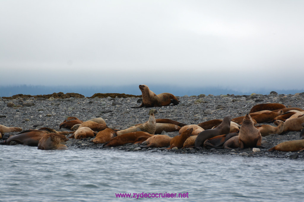 345: Carnival Miracle Alaska Cruise, Juneau, Harv and Marv's Whale Watching, 