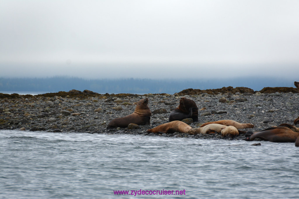 347: Carnival Miracle Alaska Cruise, Juneau, Harv and Marv's Whale Watching, 