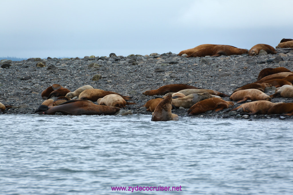 351: Carnival Miracle Alaska Cruise, Juneau, Harv and Marv's Whale Watching, 