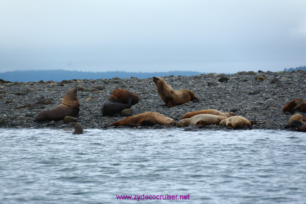 352: Carnival Miracle Alaska Cruise, Juneau, Harv and Marv's Whale Watching, 